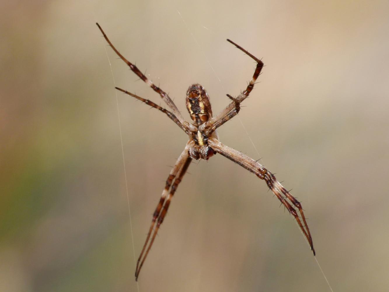 Argiope bruennichi, f. e m. - Lago Accesa, Massa M. (GR)